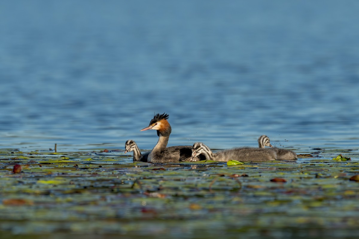 Great Crested Grebe - ML621020271