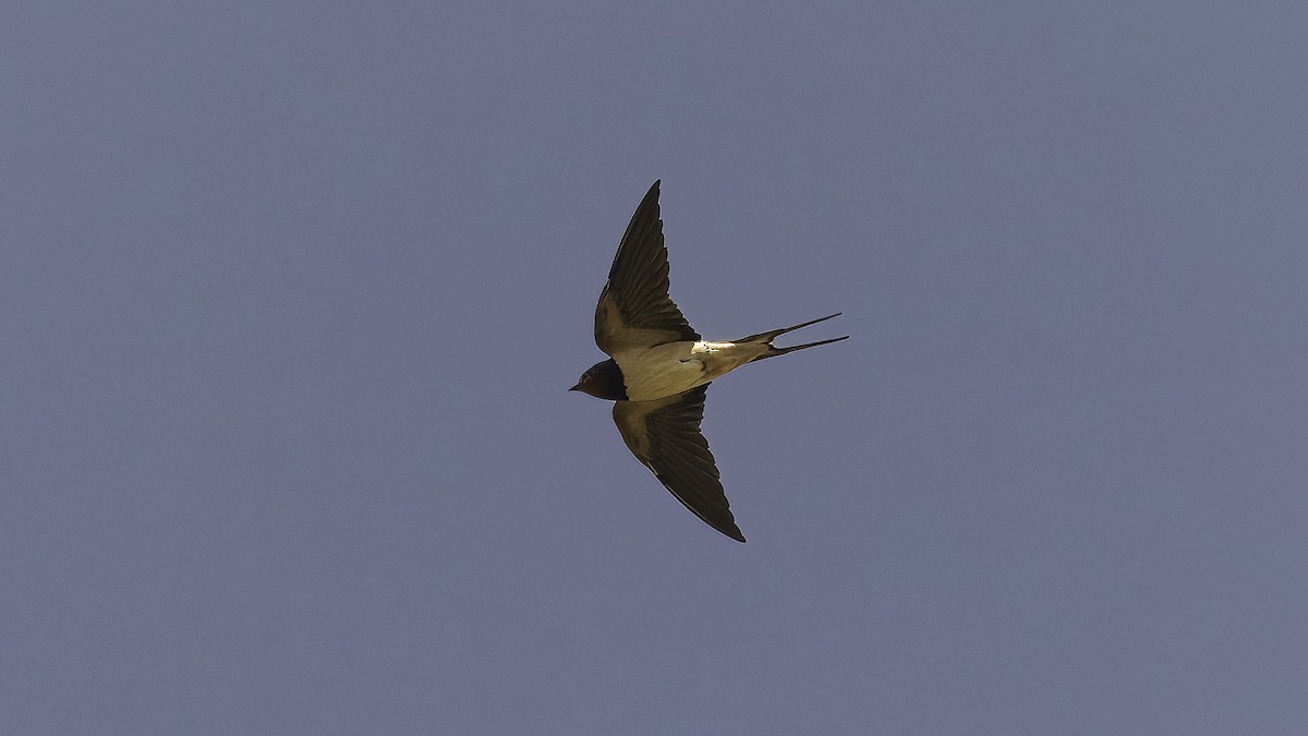 Barn Swallow (White-bellied) - ML621020284