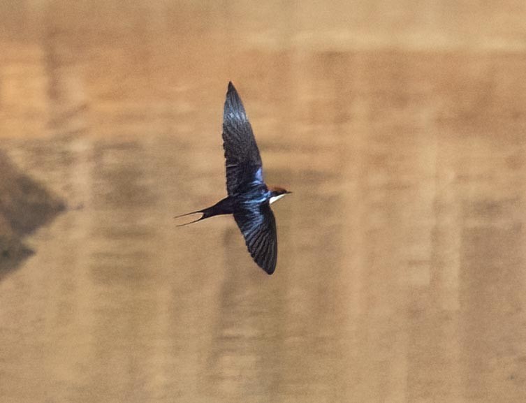 Wire-tailed Swallow - ML621020289