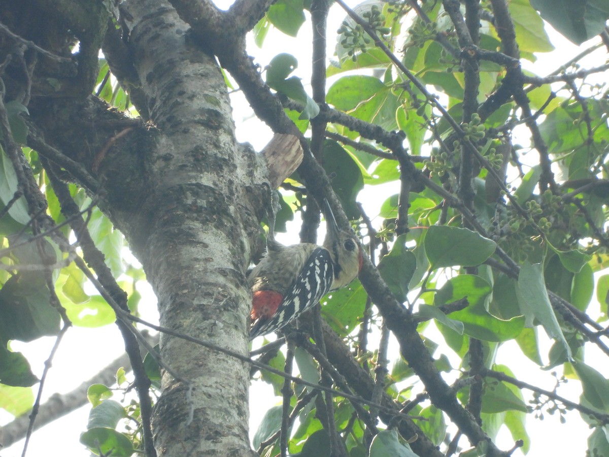Fulvous-breasted Woodpecker - ML621020308