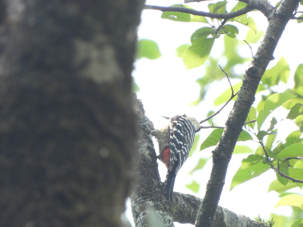 Fulvous-breasted Woodpecker - ML621020309