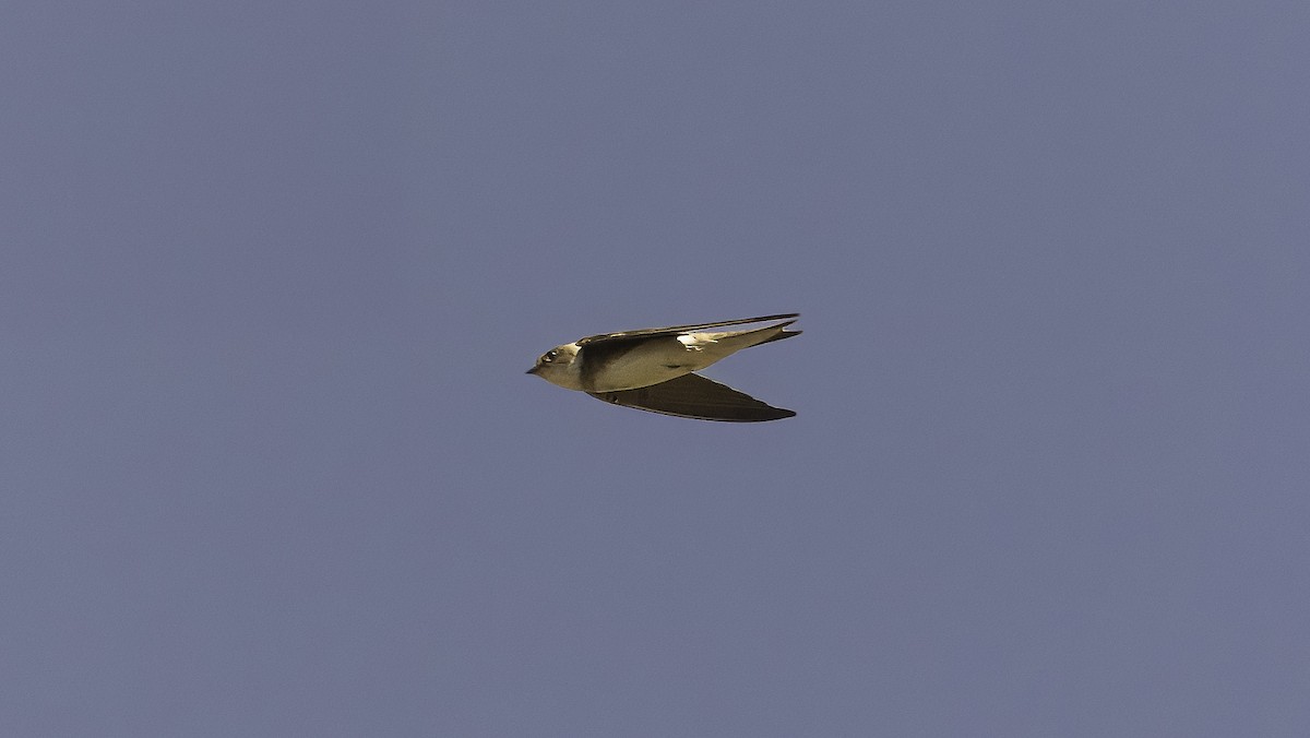 Barn Swallow (White-bellied) - ML621020311