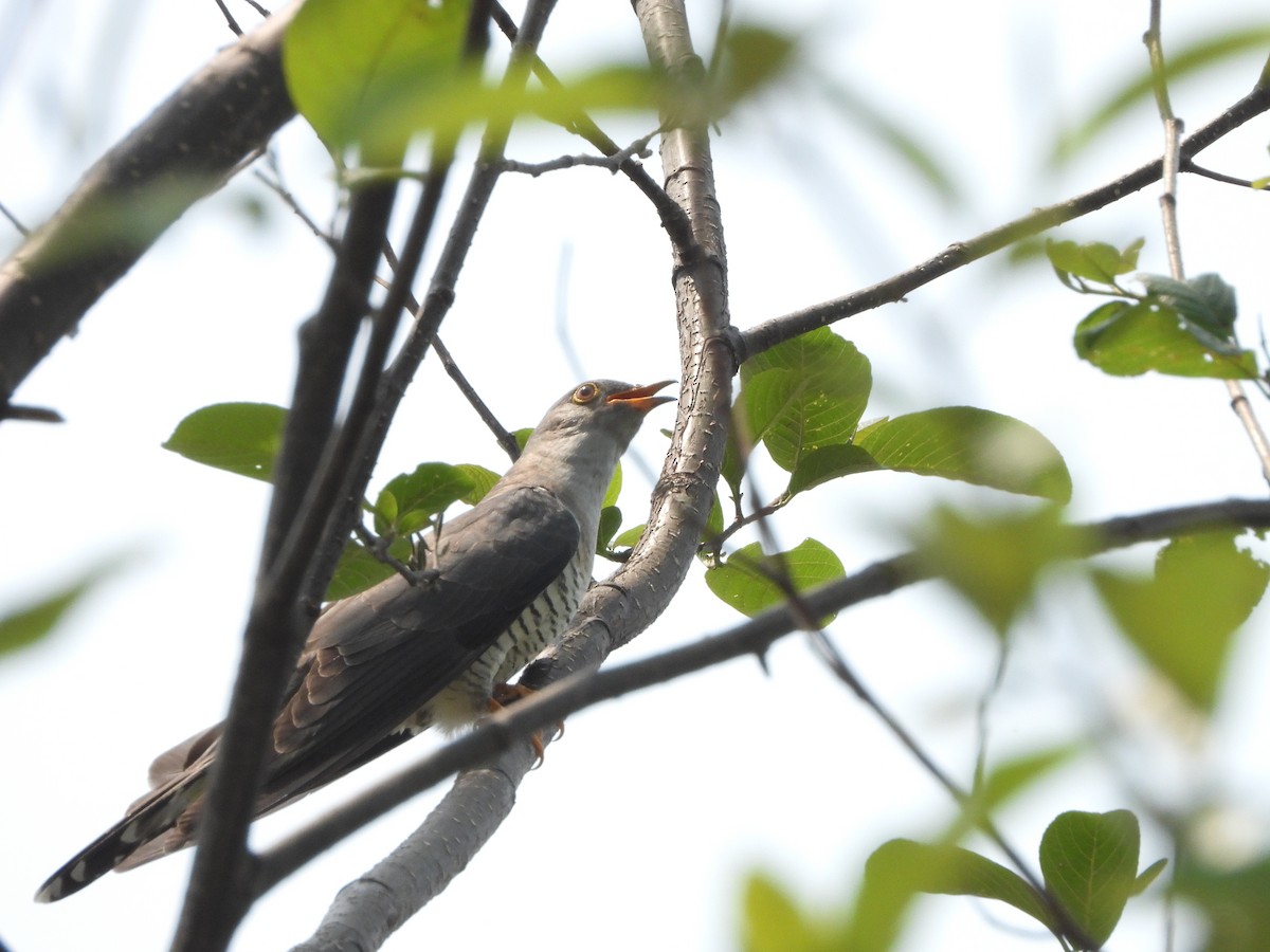 Himalayan Cuckoo - david Sautebin