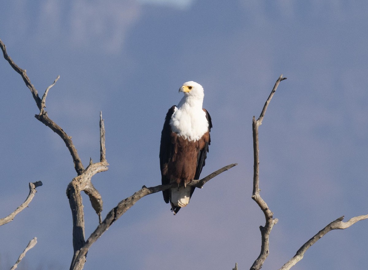African Fish-Eagle - ML621020328