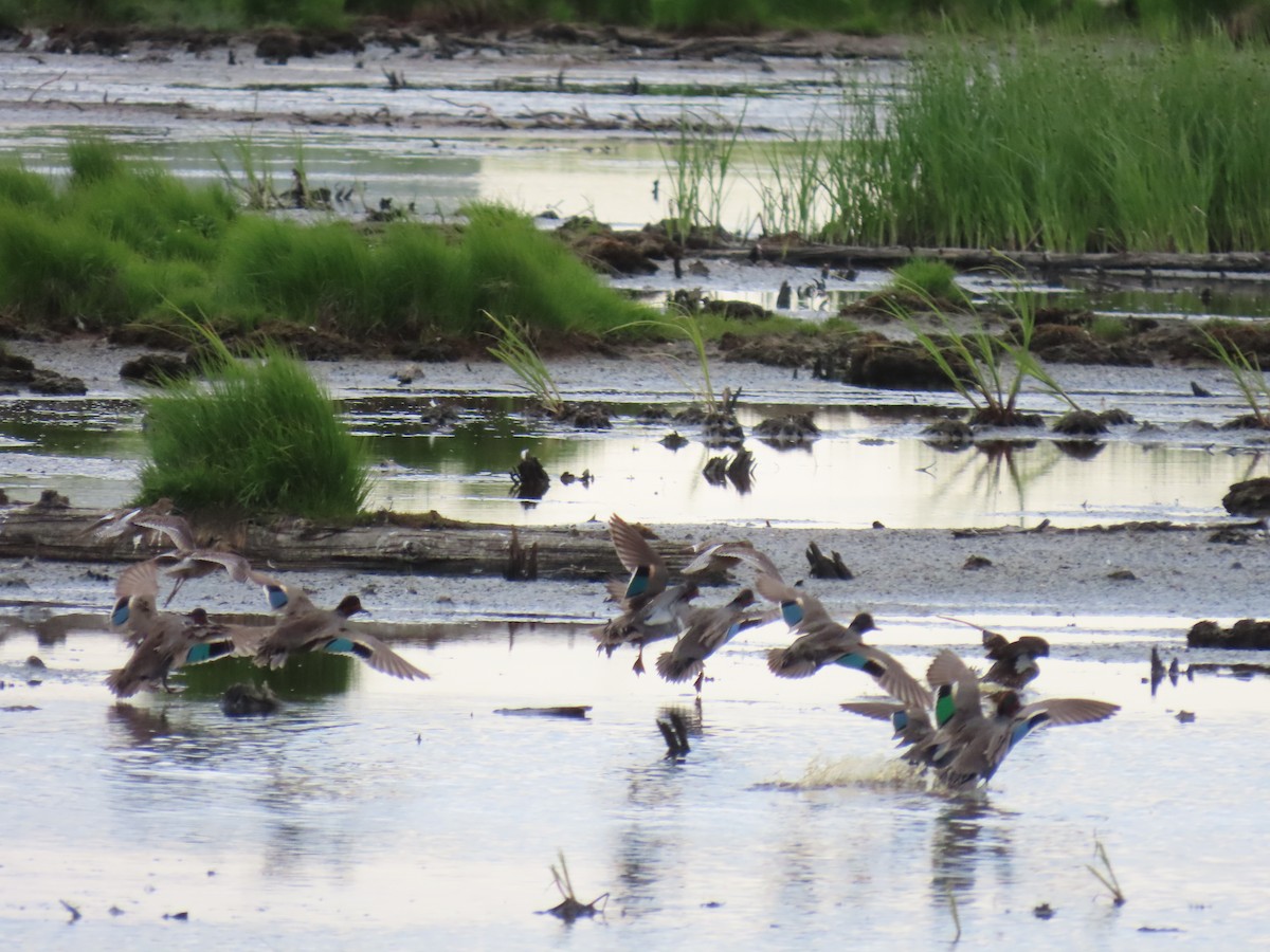 Green-winged Teal - ML621020354