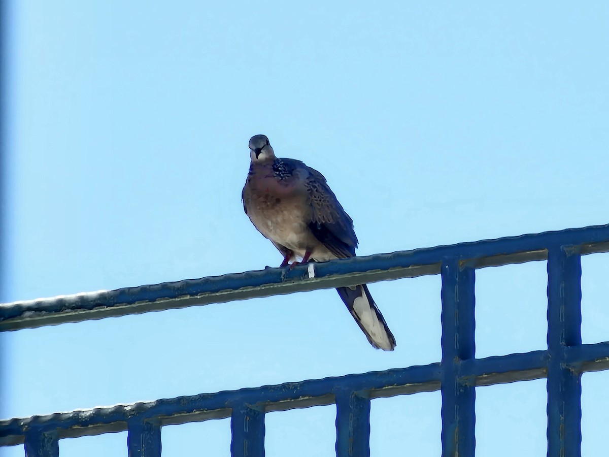 Spotted Dove - ML621020371