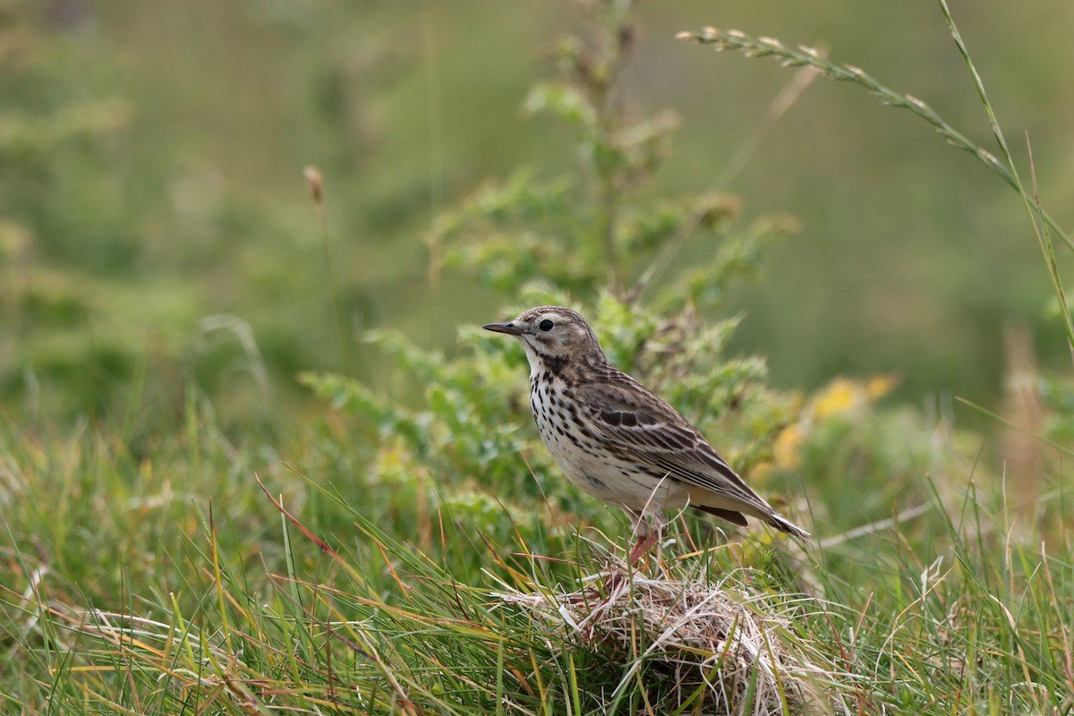 Meadow Pipit - ML621020381