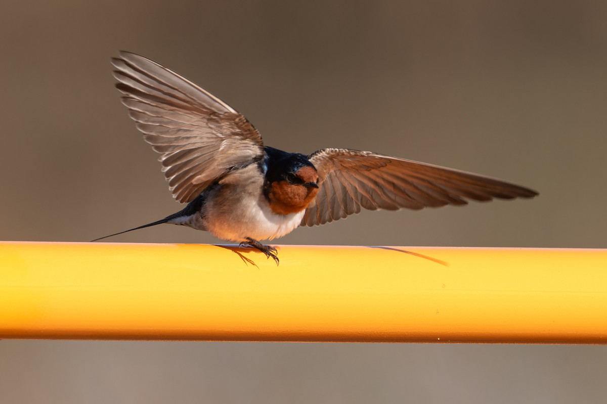 Welcome Swallow - ML621020384