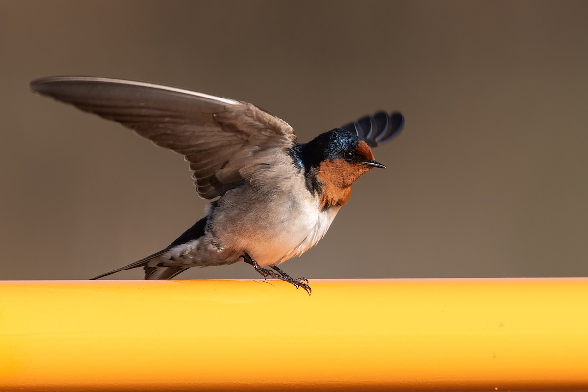 Welcome Swallow - ML621020385