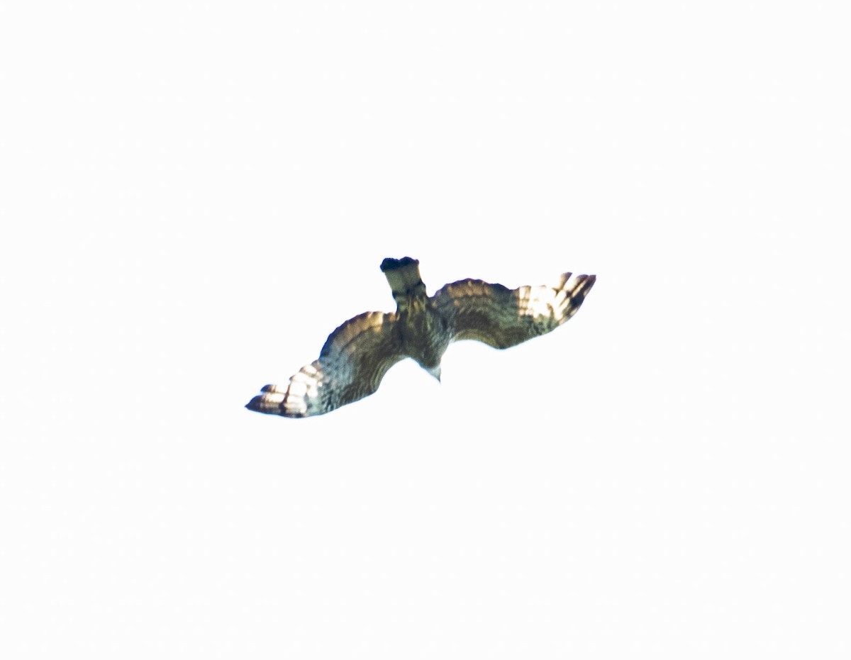 Oriental Honey-buzzard - ML621020387