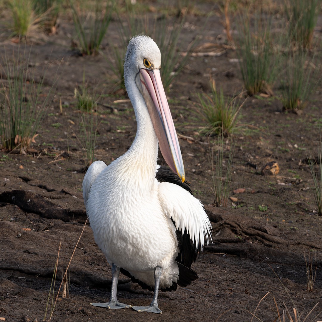 pelikán australský - ML621020388