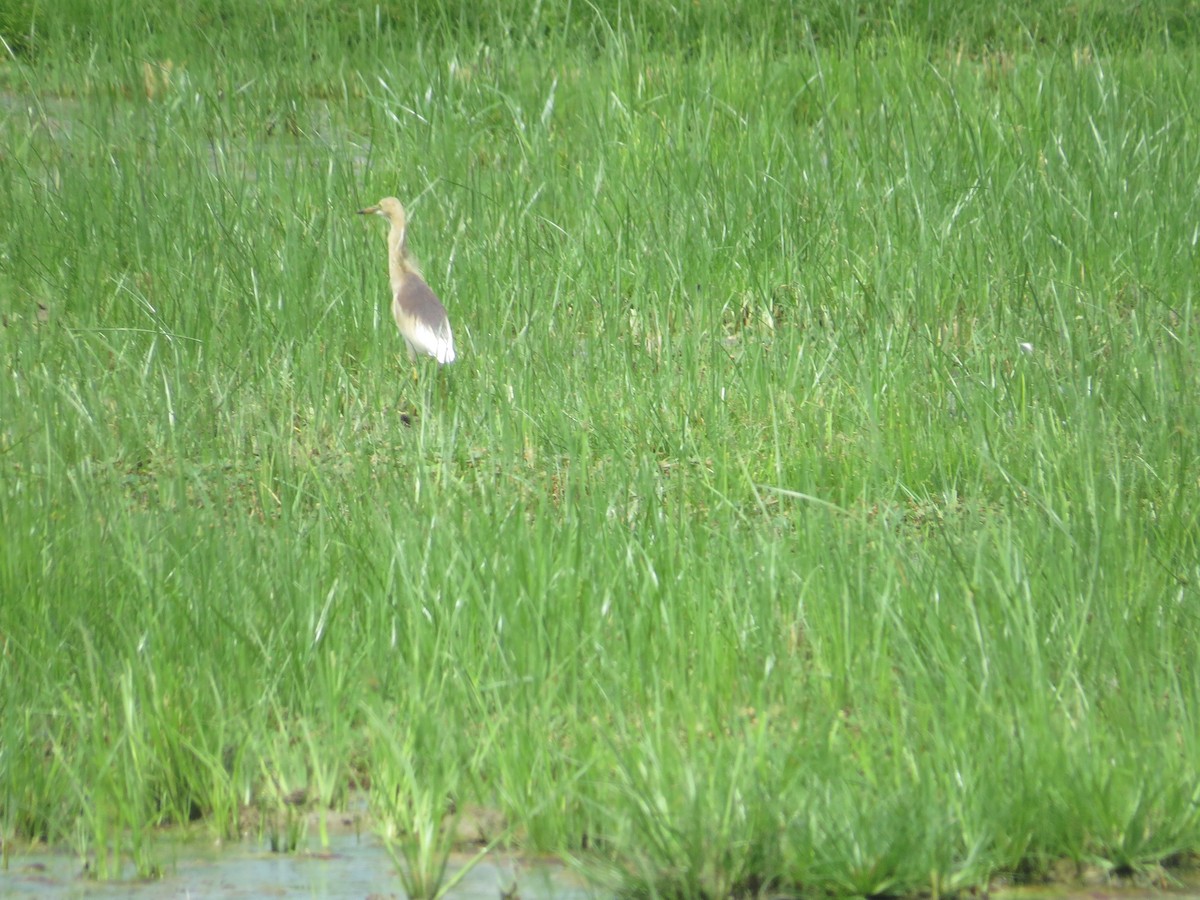 Indian Pond-Heron - ML621020390