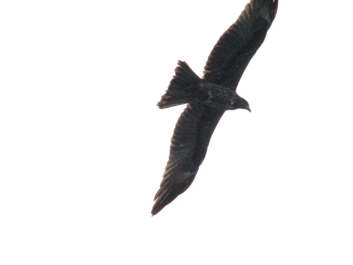 Black Kite - ML621020418