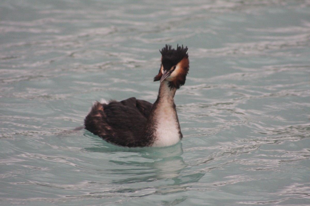 Great Crested Grebe - ML621020464