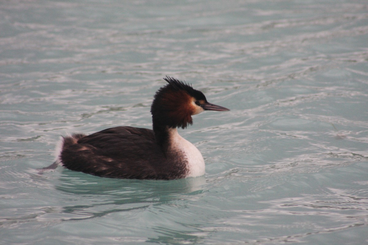 Great Crested Grebe - ML621020465