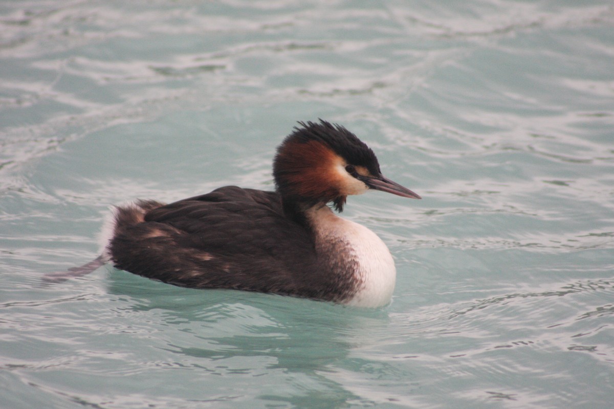 Great Crested Grebe - ML621020466