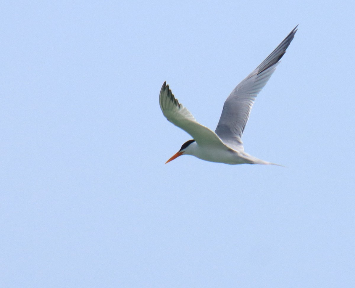 Lesser Crested Tern - ML621020477