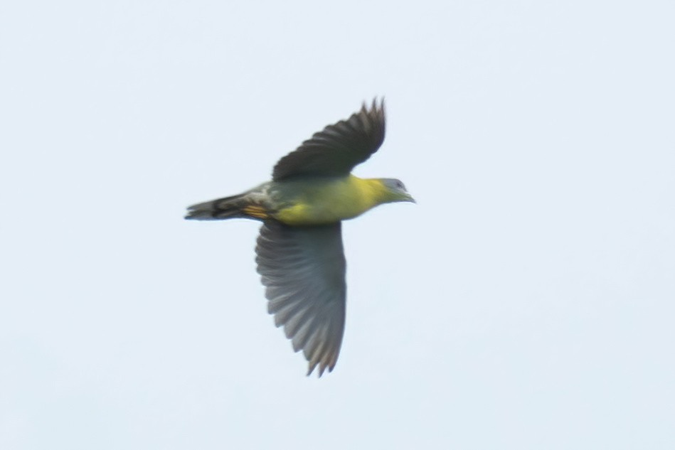 Yellow-footed Green-Pigeon - ML621020525
