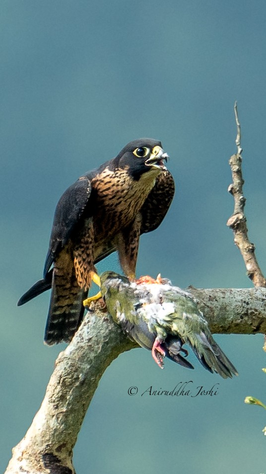 Peregrine Falcon (Shaheen) - ML621020544