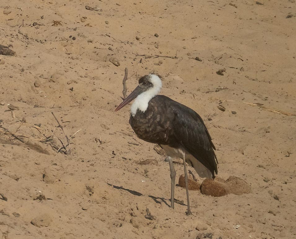 African Woolly-necked Stork - ML621020547