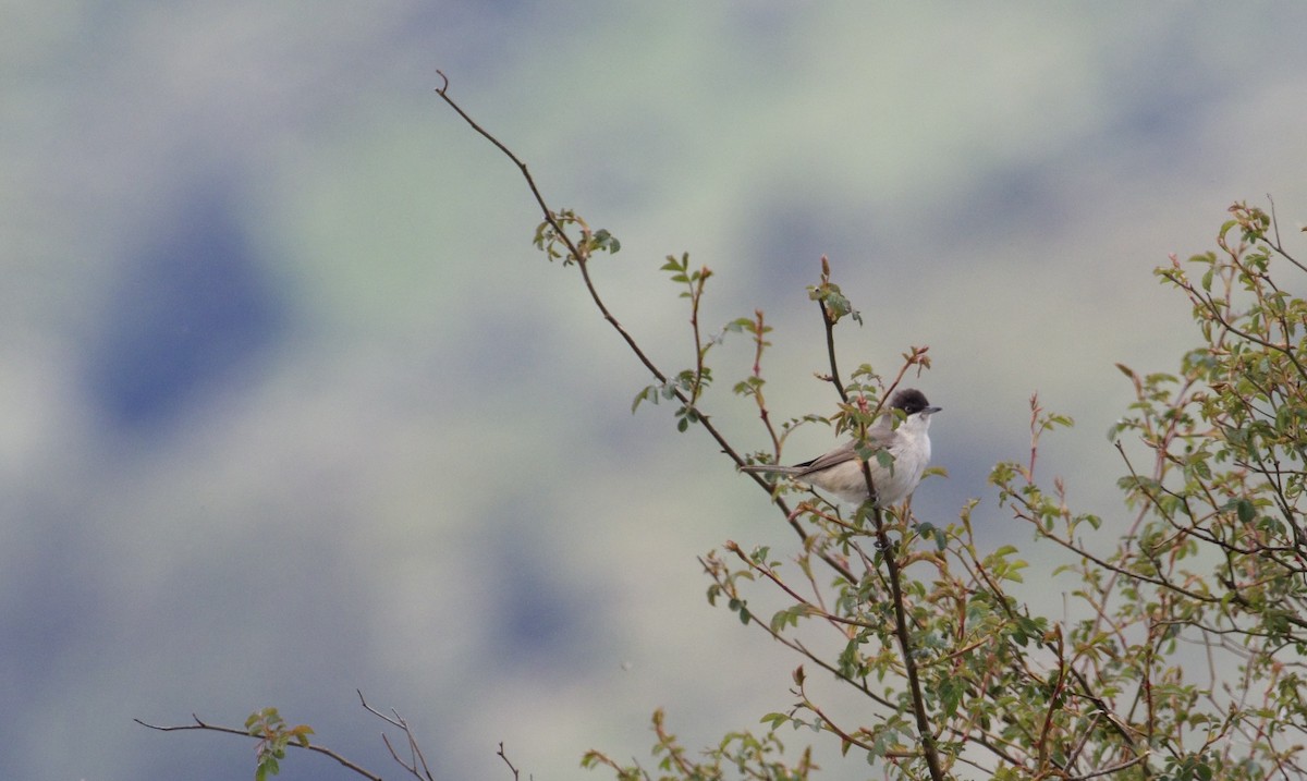 Western Orphean Warbler - ML621020552