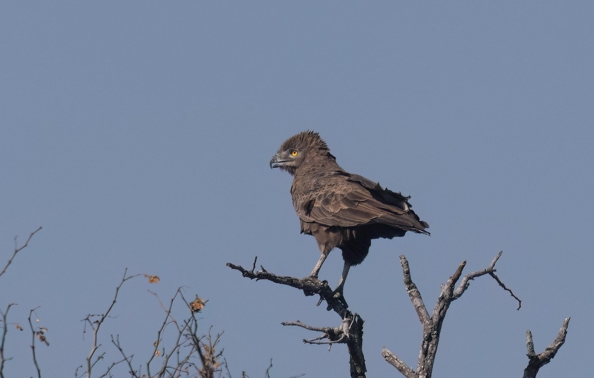 Brown Snake-Eagle - Louise Summerhayes