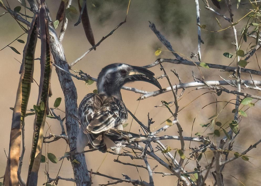 African Gray Hornbill - ML621020556