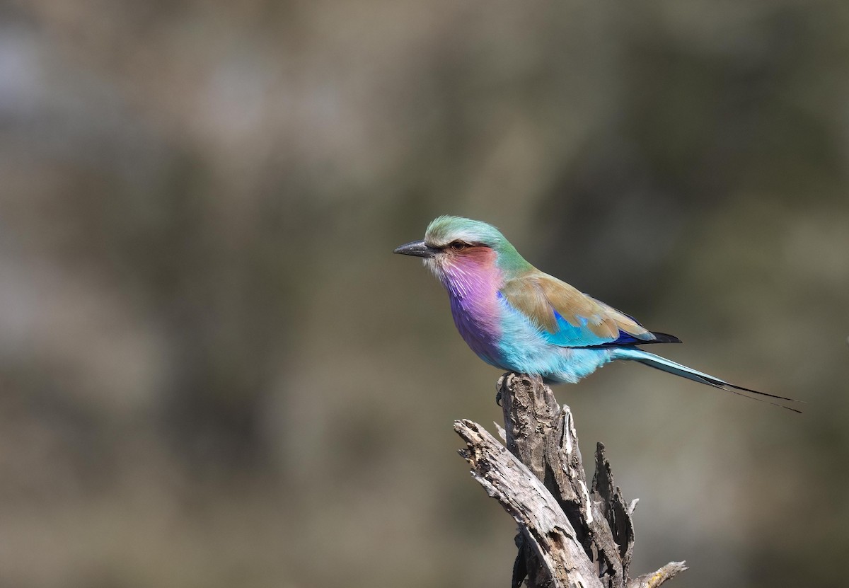 Lilac-breasted Roller - ML621020563