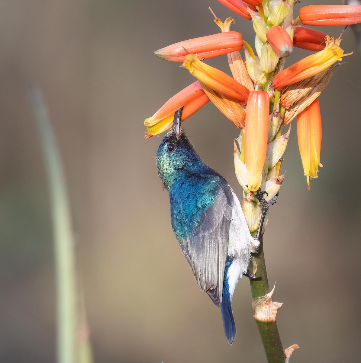 White-breasted Sunbird - Louise Summerhayes
