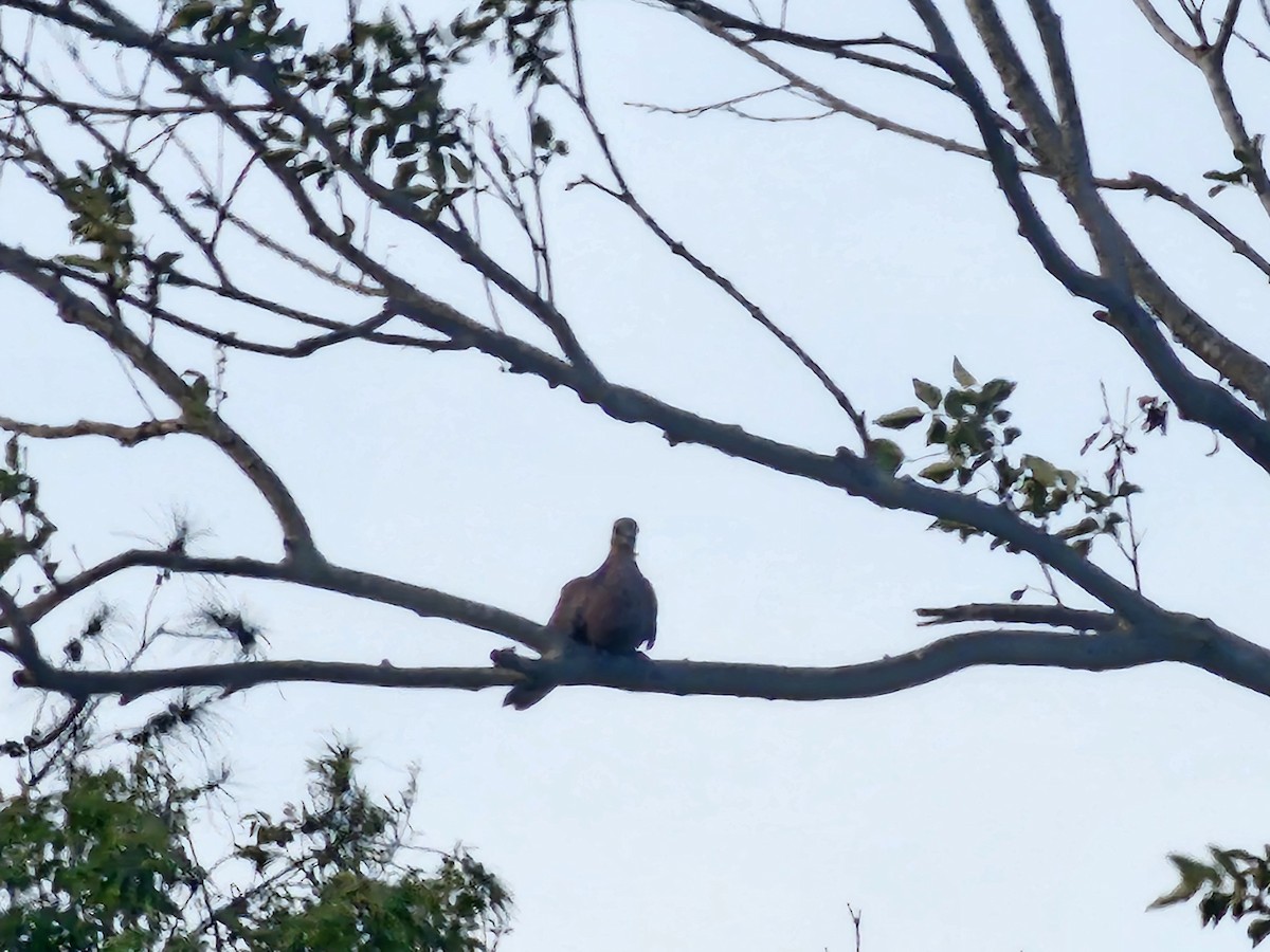 Spotted Dove - ML621020577