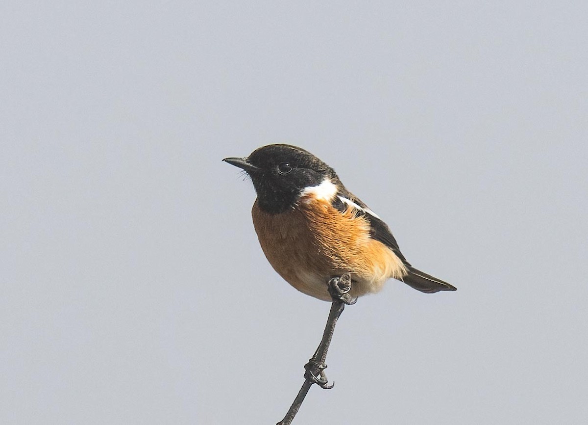 African Stonechat - ML621020578