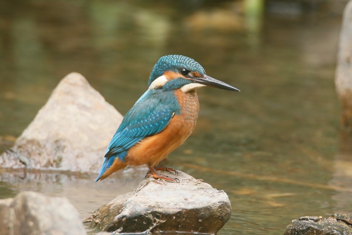 Common Kingfisher - ML621020630
