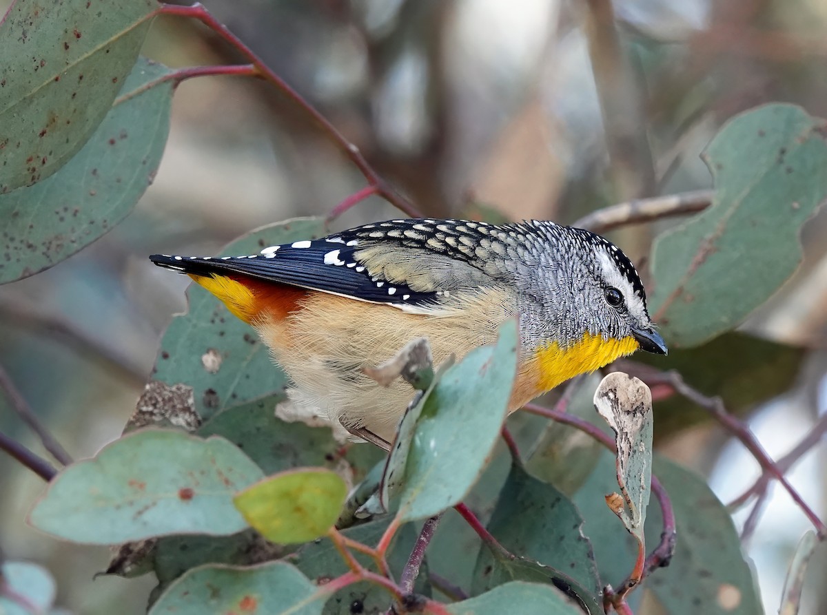 Spotted Pardalote - ML621020636