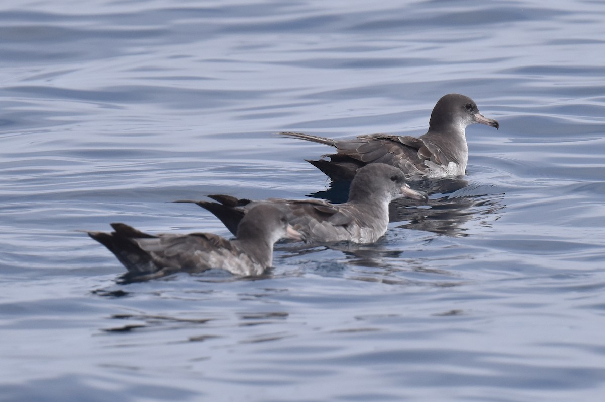 Pink-footed Shearwater - ML621020653