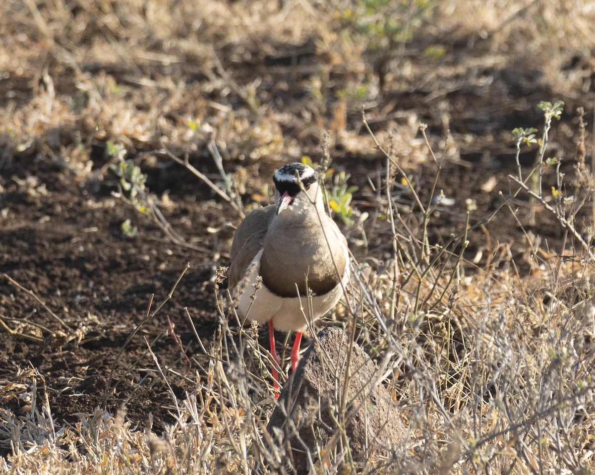 Crowned Lapwing - ML621020691