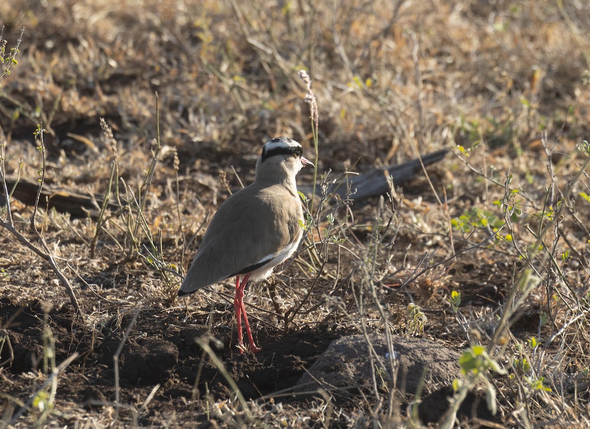 Crowned Lapwing - Louise Summerhayes