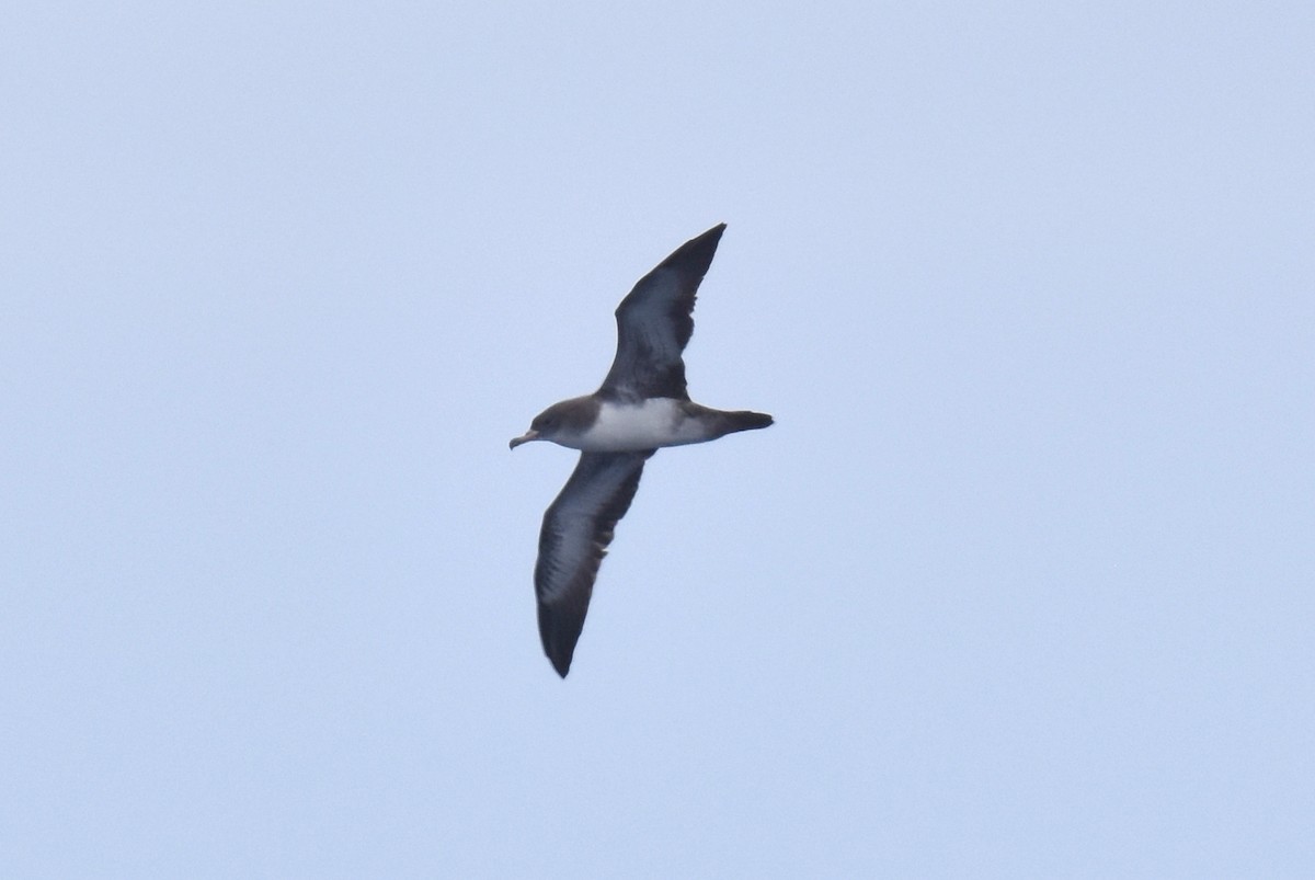 Pink-footed Shearwater - ML621020732