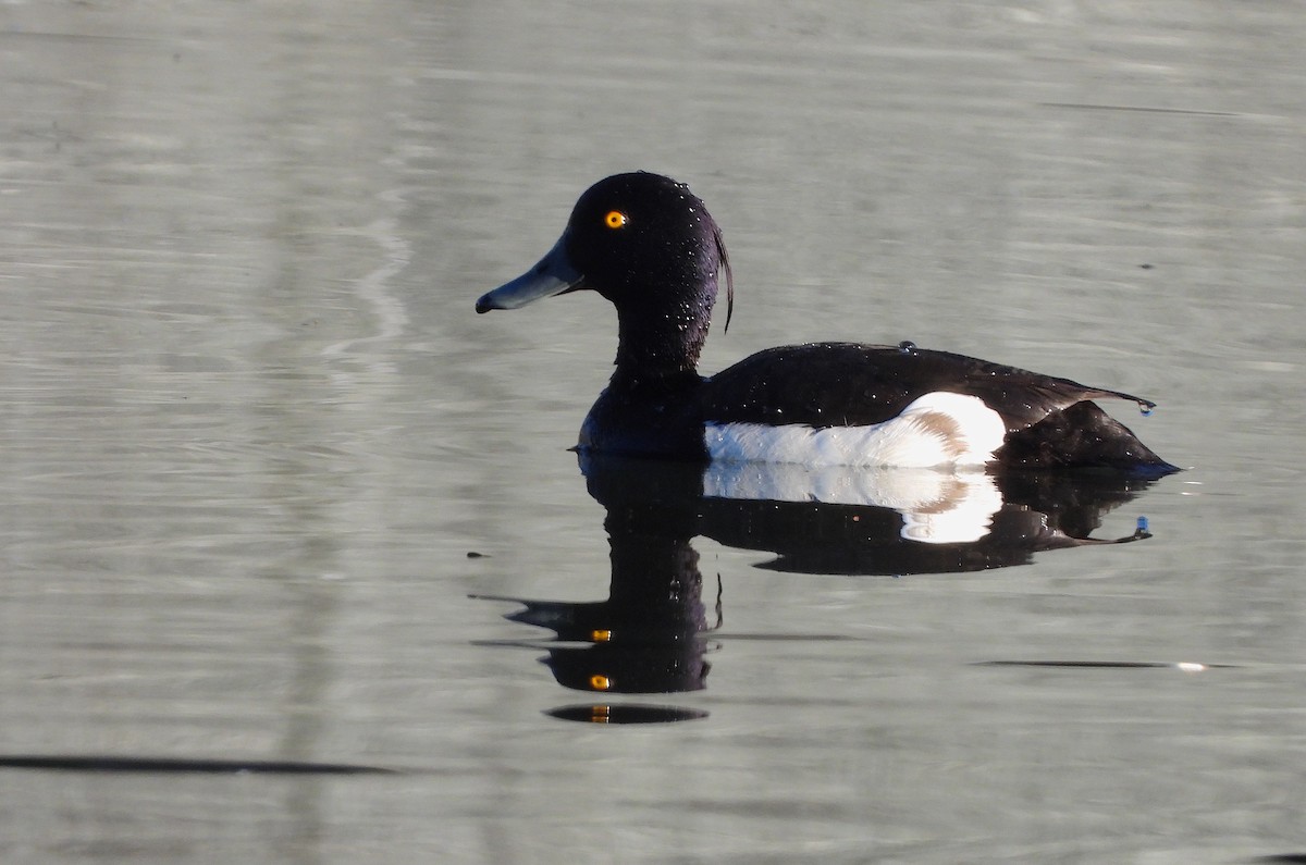 Tufted Duck - ML621020741