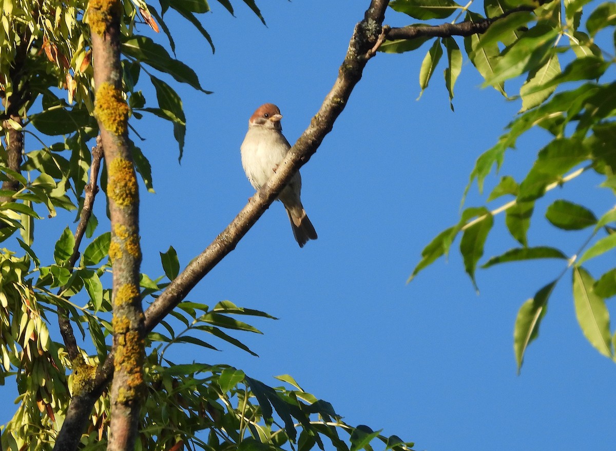 Eurasian Tree Sparrow - ML621020787