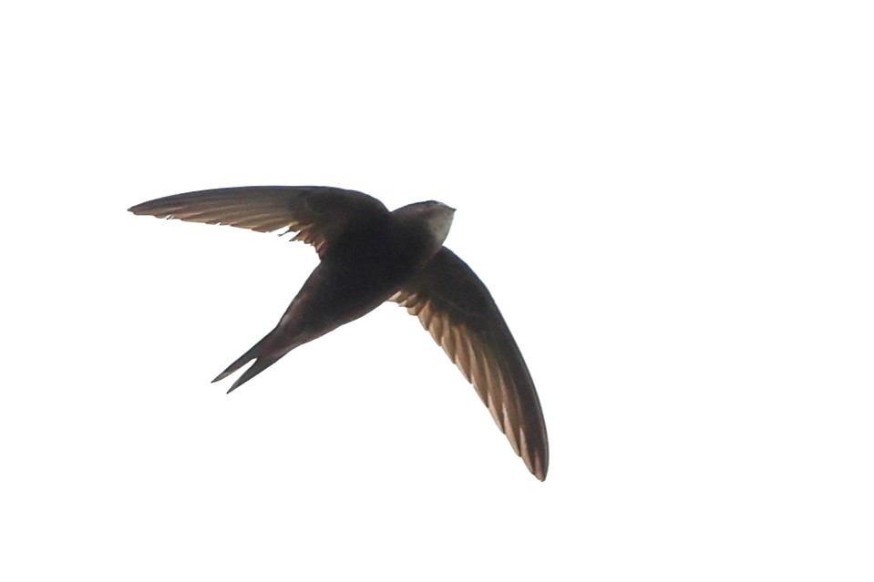 Common Swift - ML621020788