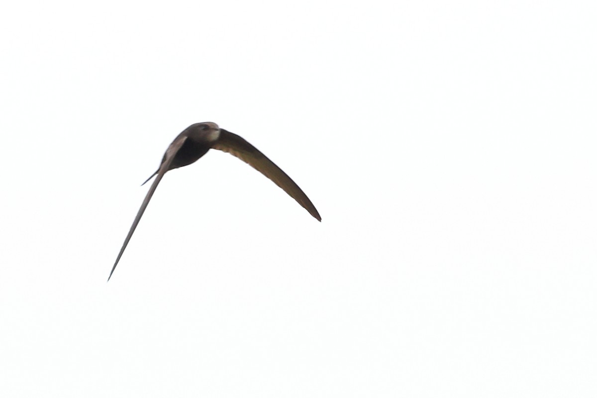 Common Swift - ML621020790