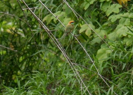 Asian Green Bee-eater - ML621020906