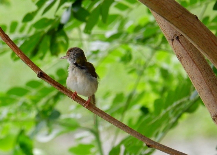 Common Tailorbird - Wanatsanan Bumrungpong