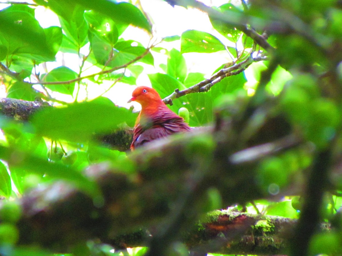 Philippine Cuckoo-Dove - ML621020996