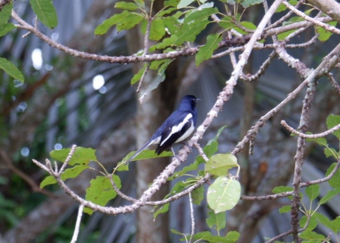 Oriental Magpie-Robin - Wanatsanan Bumrungpong