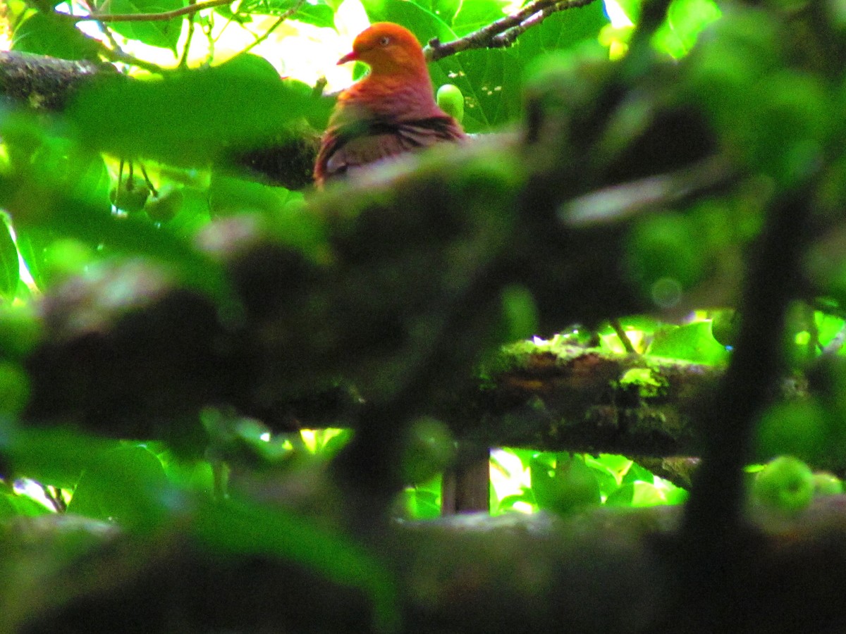 Philippine Cuckoo-Dove - ML621021002