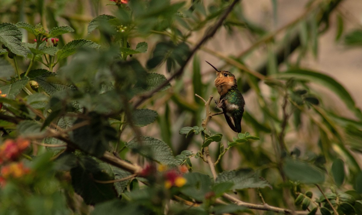 Sparkling-tailed Hummingbird - ML621021035