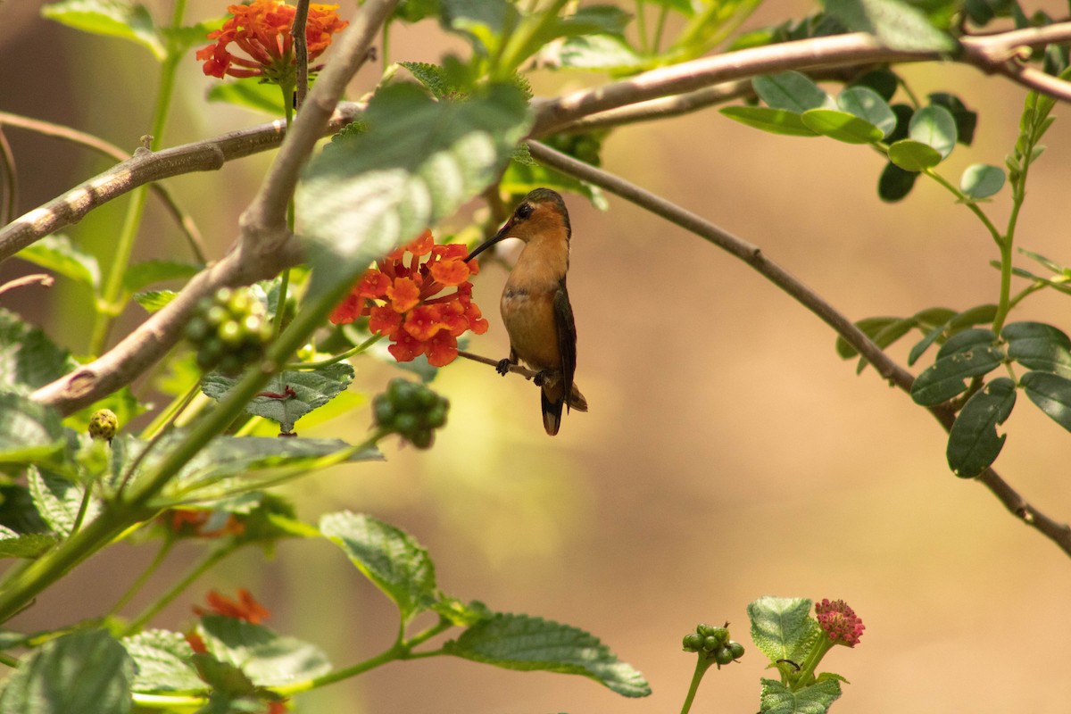 Sparkling-tailed Hummingbird - ML621021037