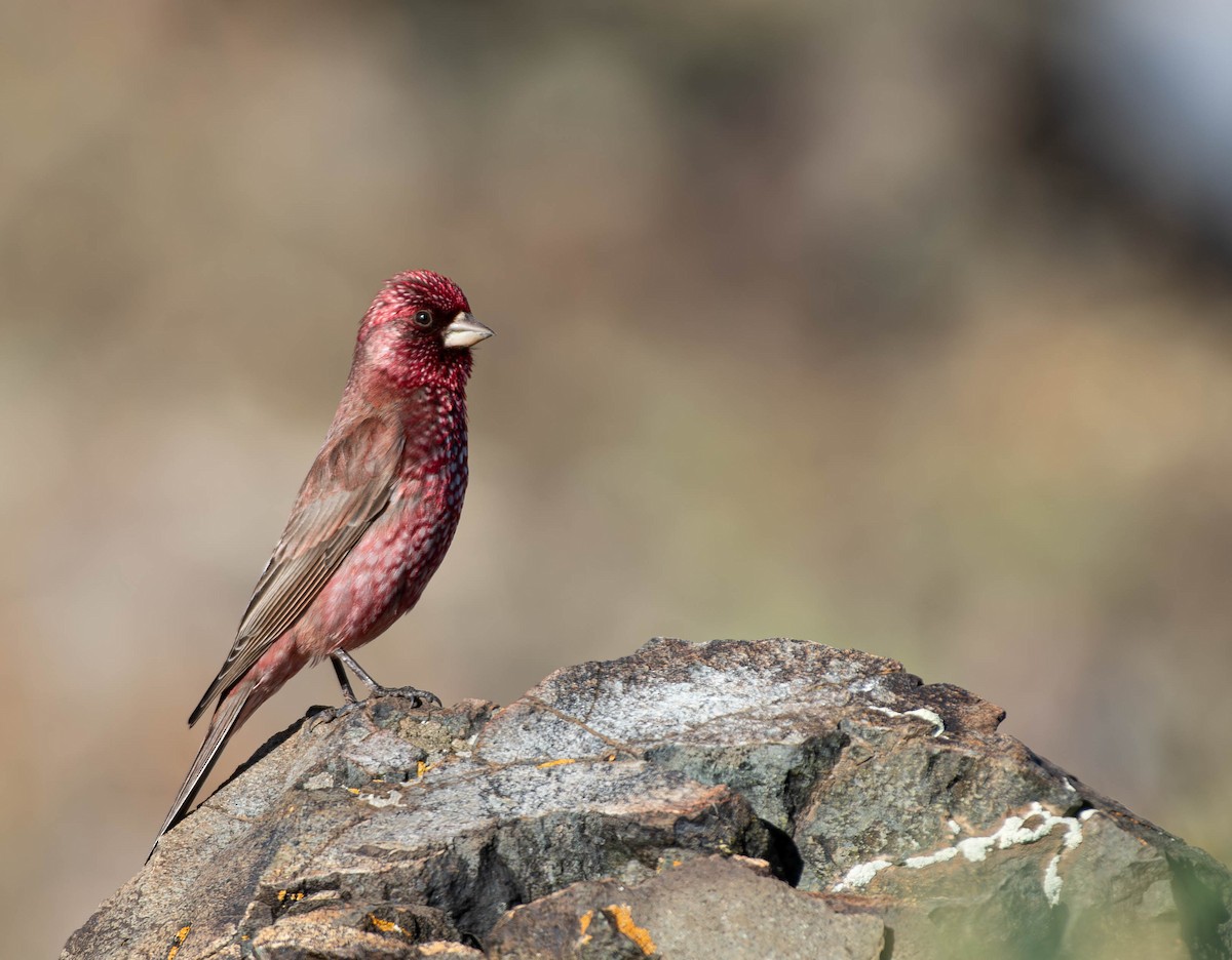 Great Rosefinch - ML621021038