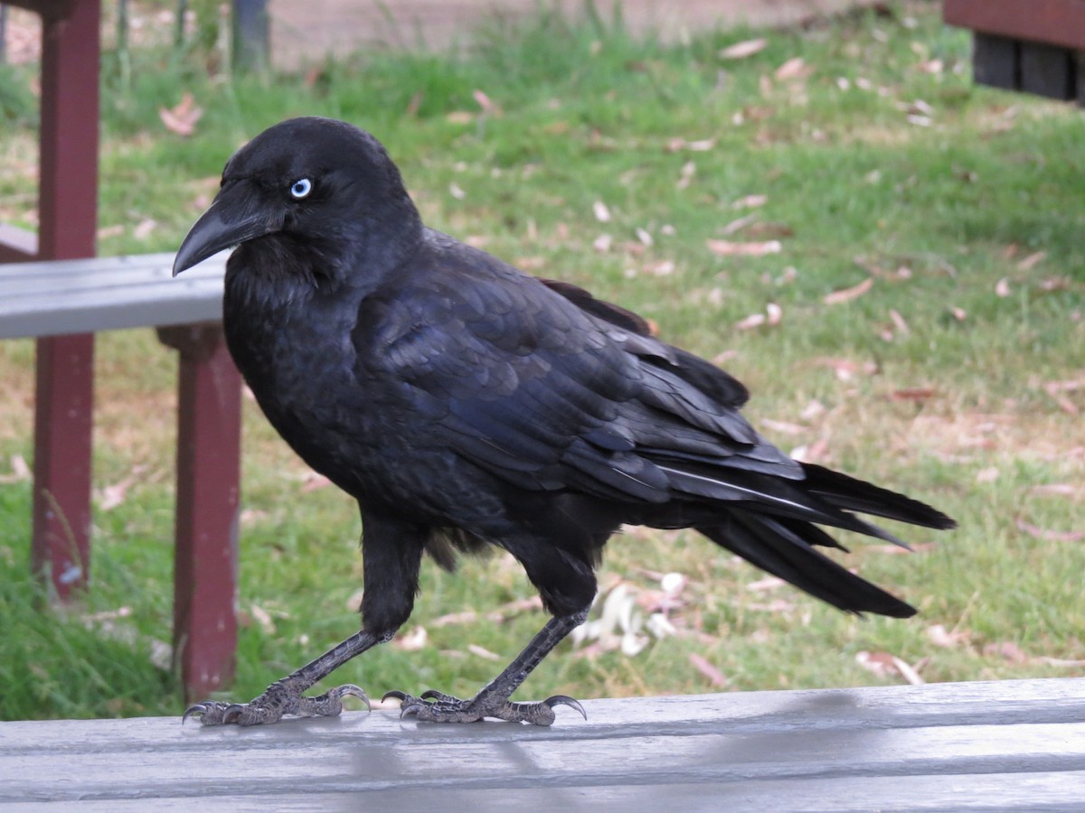 Australian Raven - ML621021044